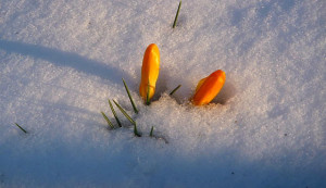 crocus_flower_buds_v_2010_cropped