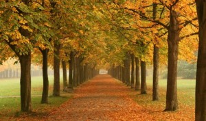 Autumn_trees