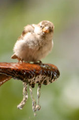 Autumn Sparrow