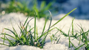 728502__grass-snow-wallpaper-wallpapers_p