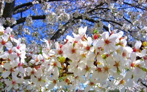 Cherry_blossoms_tree