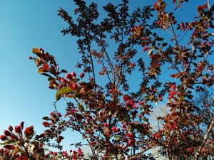 flowering_tree