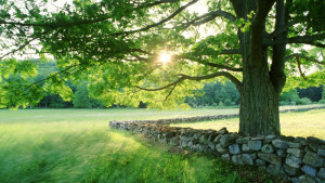 stone_fence