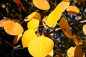 Quaking-aspen-foliage_Walter-Siegmund-web600