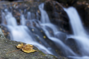 leaf-n-water