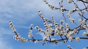 blossoms in santa fe, John Harder 2016