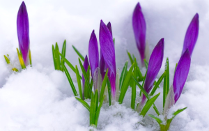 crocuses in snow