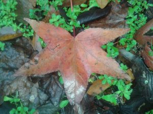 leaves_640